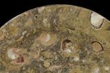 Fossil Orthoceras & Goniatite Round Plate - Stoneware #140071-1